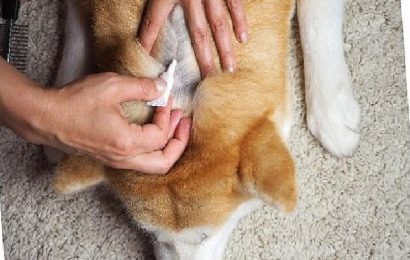 Evcil dostların deri ve tüy sıhhatini güçlü birleşenli desteklerle güçlendirmek mümkün